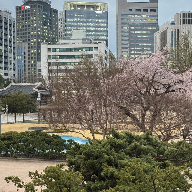 서울 벚꽃 명소 덕수궁 석조전