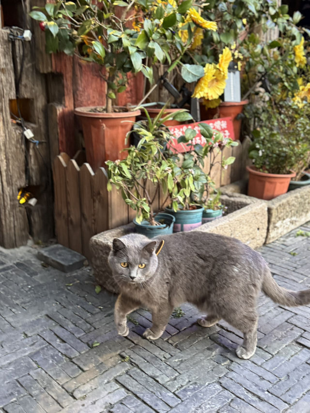 Xitang: A Purr-fect Paradise for Cat Lovers