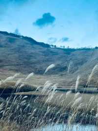 Whispers of Wind in Nara’s Golden Plains