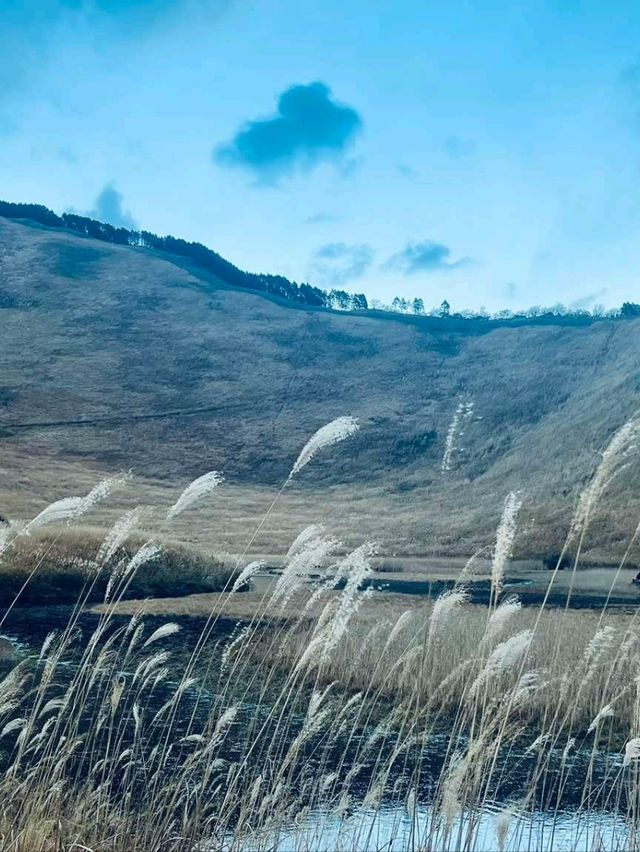Whispers of Wind in Nara’s Golden Plains