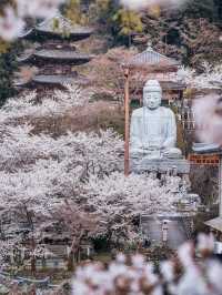 ⛩️壺阪寺🎎千年古剎的櫻花秘境🌸