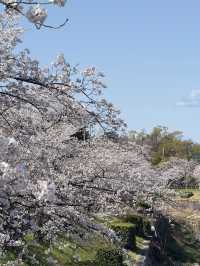 Beautiful cherry blossom @ Nagoya’s Four Seasons Road