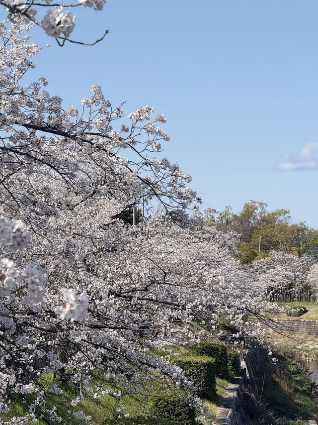 Beautiful cherry blossom @ Nagoya’s Four Seasons Road