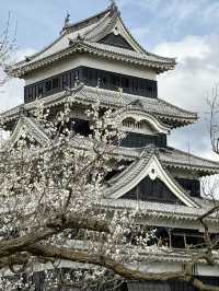 Matsumoto castle cherry blossom @ Matsumoto