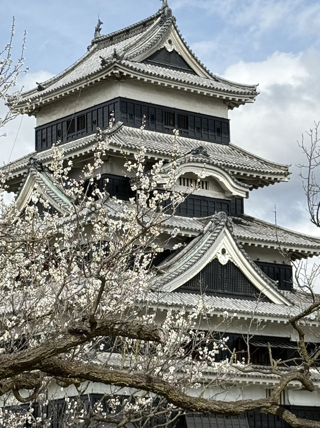 Matsumoto castle cherry blossom @ Matsumoto
