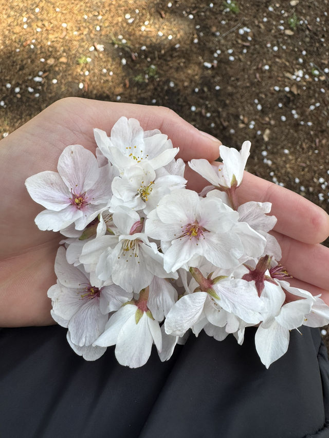 A Magical 6-Day Journey Through Osaka & Kyoto – Culture, Food, and Unforgettable Moments