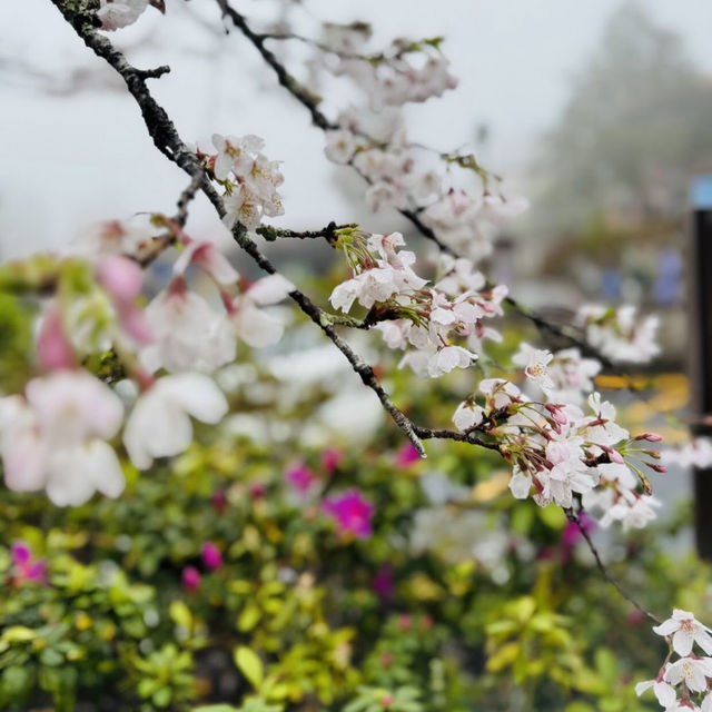 阿里山派出所步道 Alishan Police Station Trail 