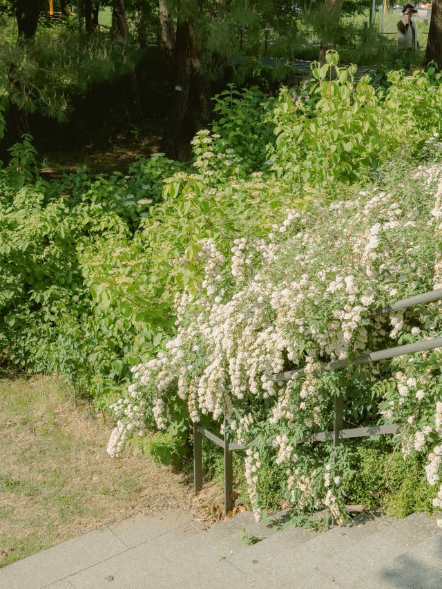 눈부시게 피어난 공조팝의 계절 🌼🌿