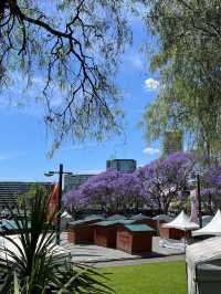 🌸 **Sydney’s Purple Paradise: Jacaranda Season Blooms into Magic!** 🌸   