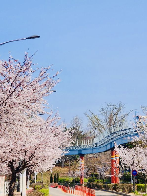 Wolmi Park Travel Review: Daytime Delights and Blooming Beauty 🏞️🌸🚶‍♀️