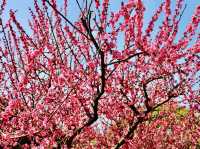 Spring Blossoms in Shanghai 🌸🇨🇳