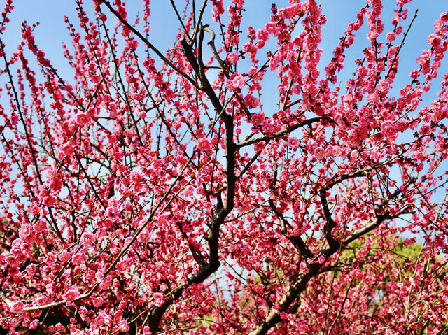 Spring Blossoms in Shanghai 🌸🇨🇳