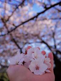 名古屋滿開的櫻花🌸隨處可見