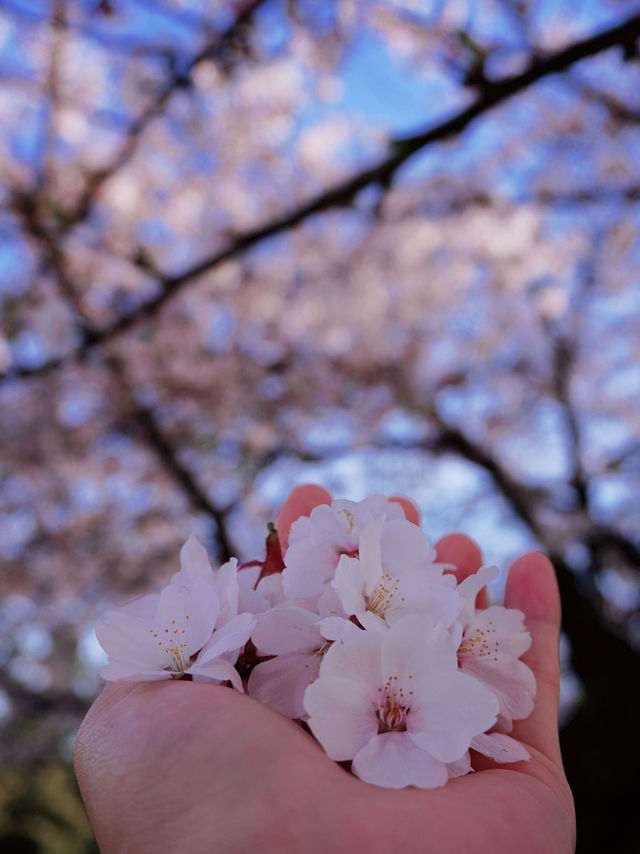 名古屋滿開的櫻花🌸隨處可見