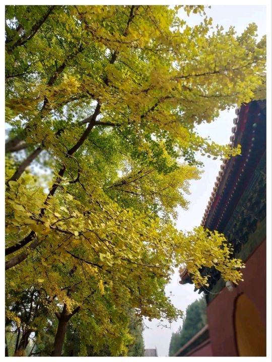 เดินเล่นสวนสาธารณะกลางกรุงปักกิ่ง @ Zhongshan Park