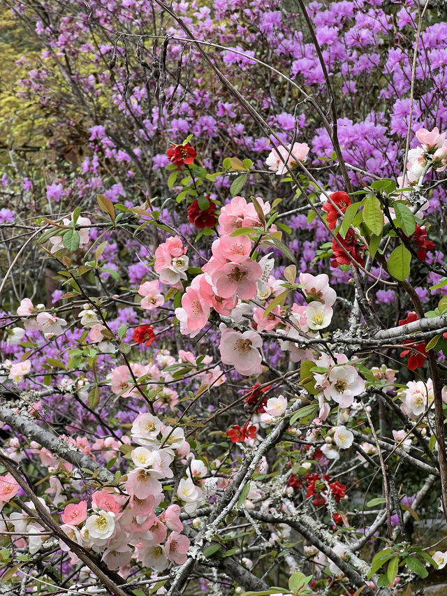 🍃 교토 텐류지(天龍寺), 마음까지 맑아지는 순간 🌸