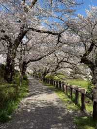 Tachikawa Shouen Cherry Blossoms – A Local Favorite in Tokyo’s Suburbs