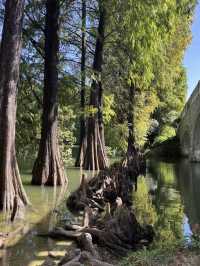 Guangzhou Botanical Garden A Lush, Living Museum in the Heart of the City