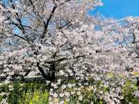 Kumagaya Sakura Tsutsumi, Saitama