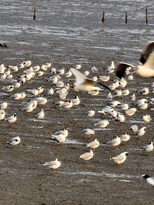 🕊️ บางปูดูนก ชมฟ้า ถ่ายรูปปัง!