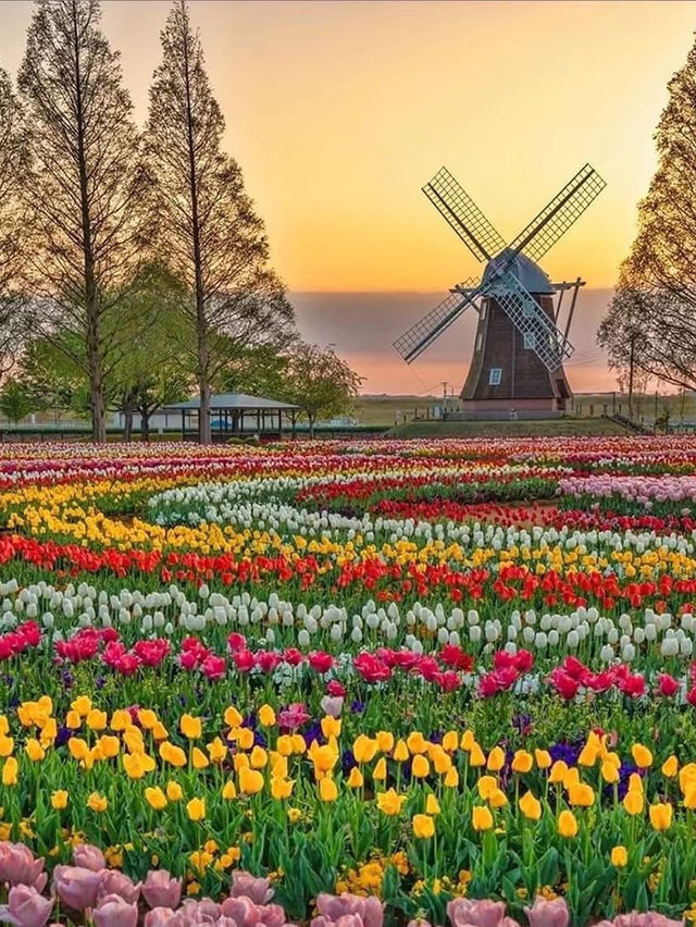 Tulip Farming