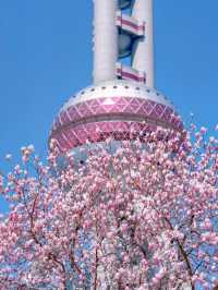 Cherry Blossom in Pink: The Heartbeat of Shanghai's Spring