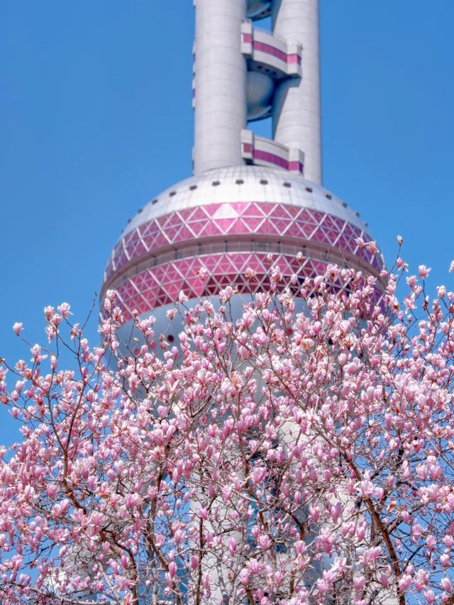Cherry Blossom in Pink: The Heartbeat of Shanghai's Spring