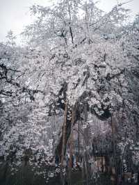 【おすすめ桜スポット】秩父の清雲寺　樹齢600年の枝垂れ桜