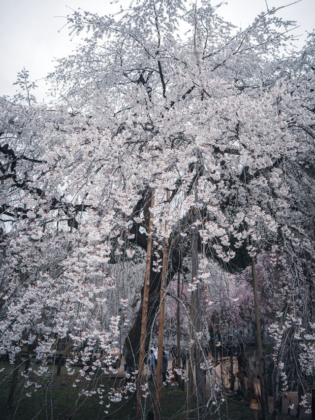 【おすすめ桜スポット】秩父の清雲寺　樹齢600年の枝垂れ桜