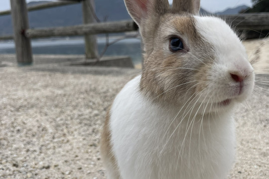 うさぎ島】大久野島で癒される🐰 | Trip.com 竹原