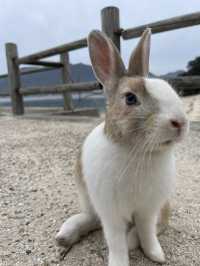 【うさぎ島】大久野島で癒される🐰