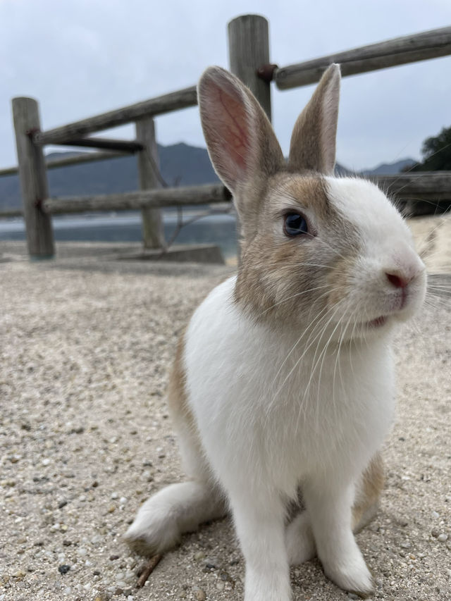【うさぎ島】大久野島で癒される🐰