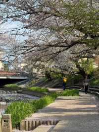 🌸 Spring Slips Away So Quickly... A Quiet Sakura Stroll in Saitama's Countryside 🌸