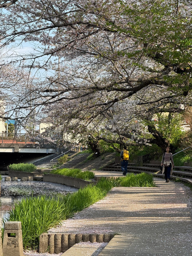 🌸 Spring Slips Away So Quickly... A Quiet Sakura Stroll in Saitama's Countryside 🌸