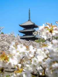 Ninna-ji Temple Cherry Blossoms | The Elegant Harmony of Late-Blooming "Omuro Sakura"