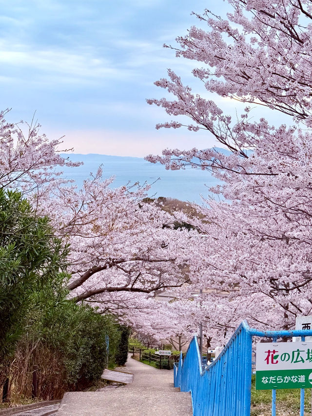 🌸 3 Hidden Parks in Kobe to Experience the Sea of Cherry Blossoms 🌸