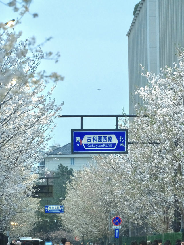 Hangzhou! Nearly Full Bloom! The Night Sakura Here Is Absolutely Stunning! 🌸