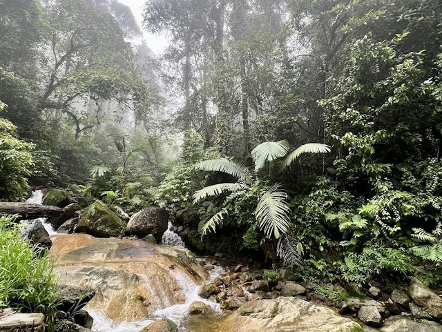 🌿 Where the Forest Whispers Just Loud Enough🍃🧘‍♂️