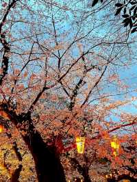 Tokyo Ueno Park Sakura Viewing Guide 🌸