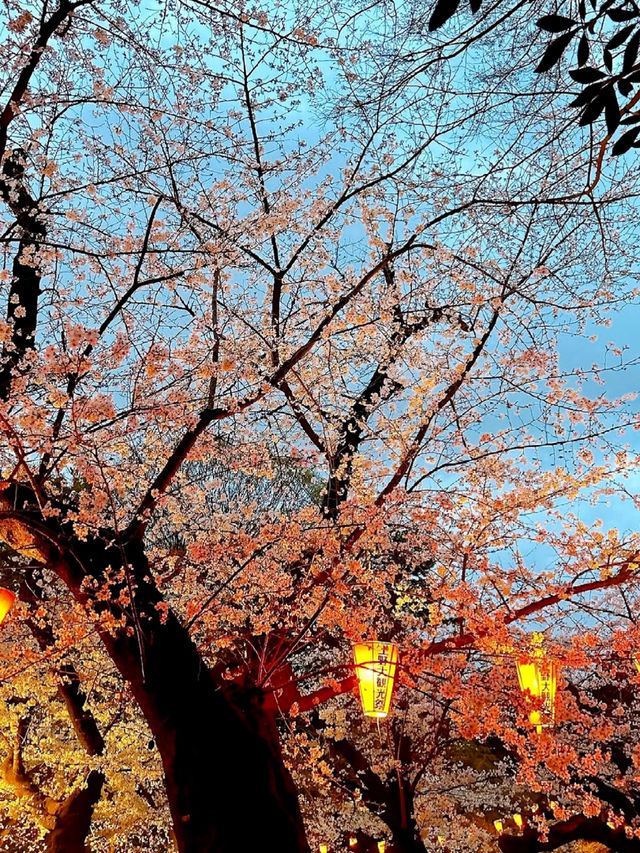 Tokyo Ueno Park Sakura Viewing Guide 🌸