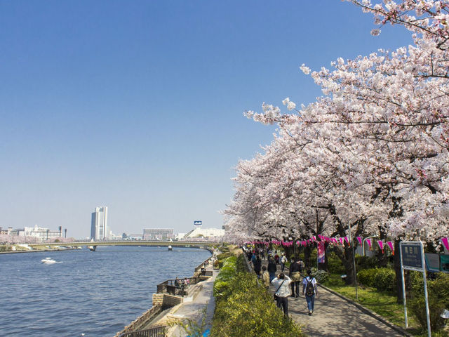🌸 Sakura & Skyscrapers: My Perfect Day Along Sumida River 🌸
