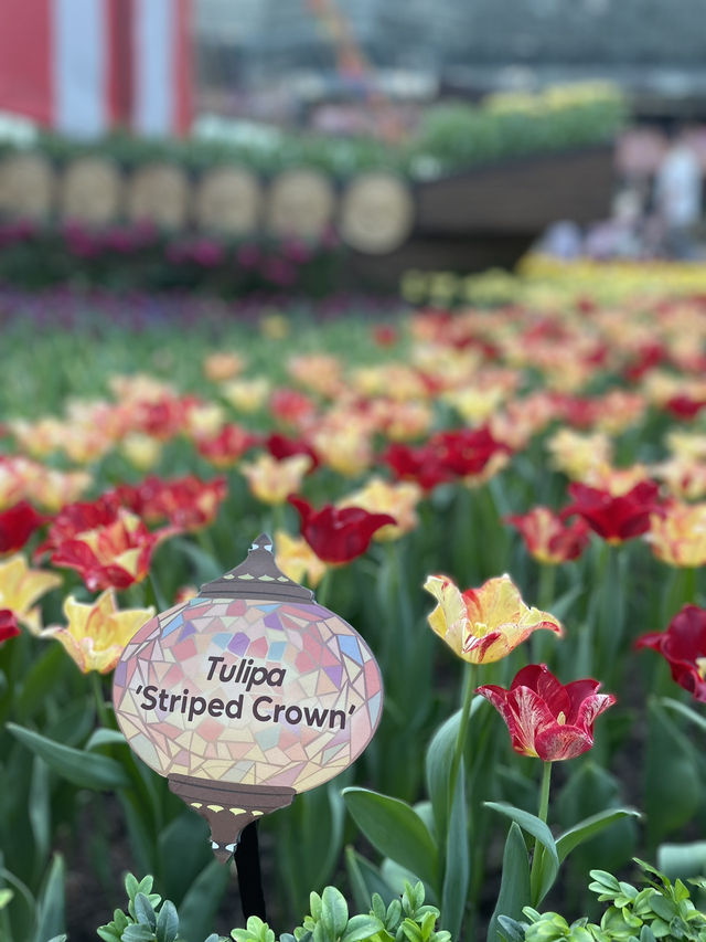🇸🇬 Tulipmania is back in Flower Dome ! 