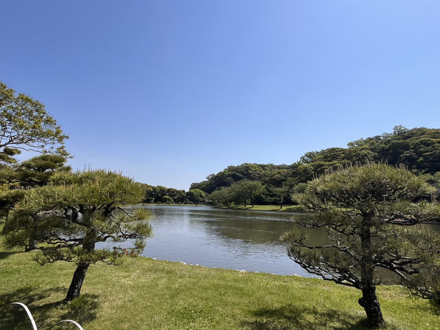 藤とツツジと新緑の三渓園@横浜🪻