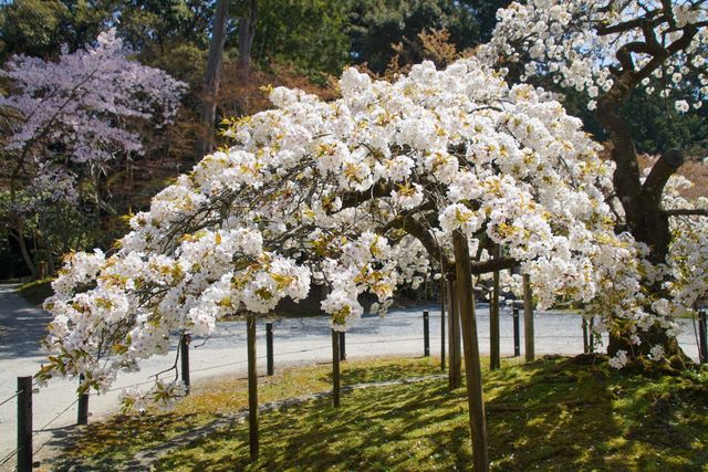 🌸 "Oharano Shrine: Kyoto’s Best-Kept Secret for Cherry Blossom Perfection" 🌸