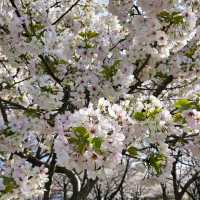 穴場な桜狩りスポット