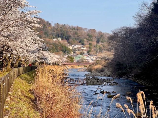 Miyaginohayakawa Embankment Sakura | Sendai's Pink Riverside Ode
