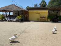 MORE THAN BEACH & CAFE 