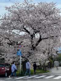 🌸 Hidden Cherry Blossom Tunnel in Kyoto’s Kamigamo Area 🌸