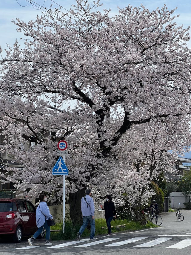 🌸 Hidden Cherry Blossom Tunnel in Kyoto’s Kamigamo Area 🌸