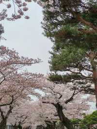 Towada Sakura – A Blooming Tunnel in Northern Japan